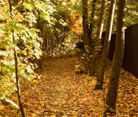 Herbststimmung im Grunewald