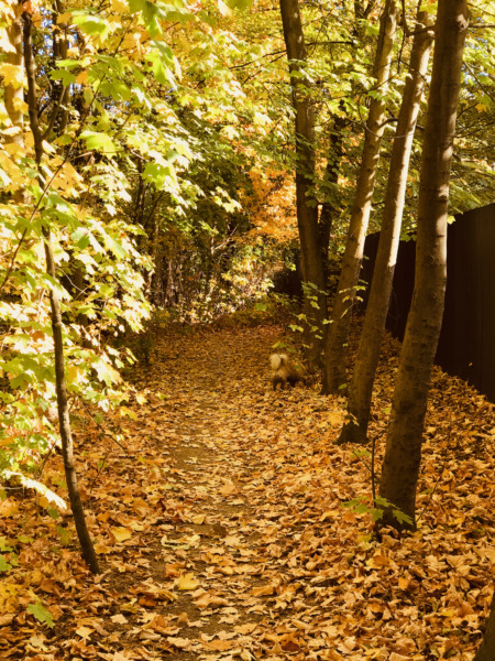 Herbststimmung im Grunewald